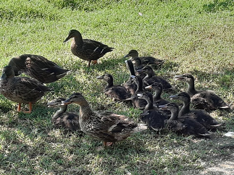 big and little ducks in my field
