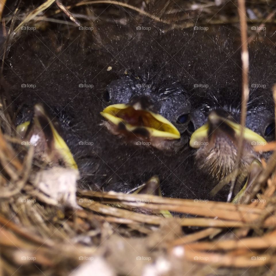 Baby Birds. Baby birds in nest