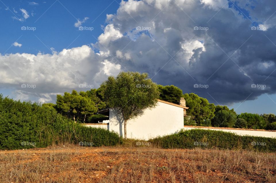 No Person, Tree, Landscape, Sky, Agriculture