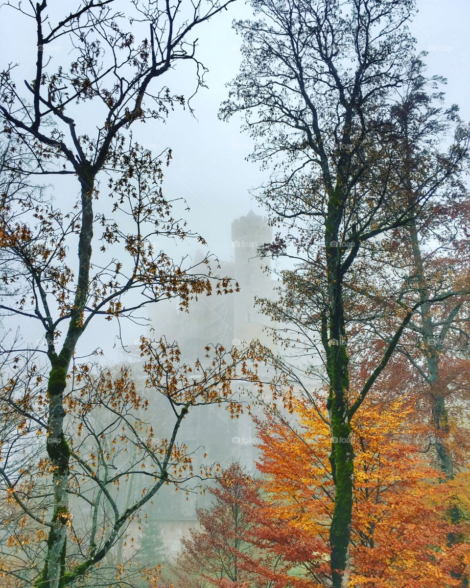 Castle in fog
