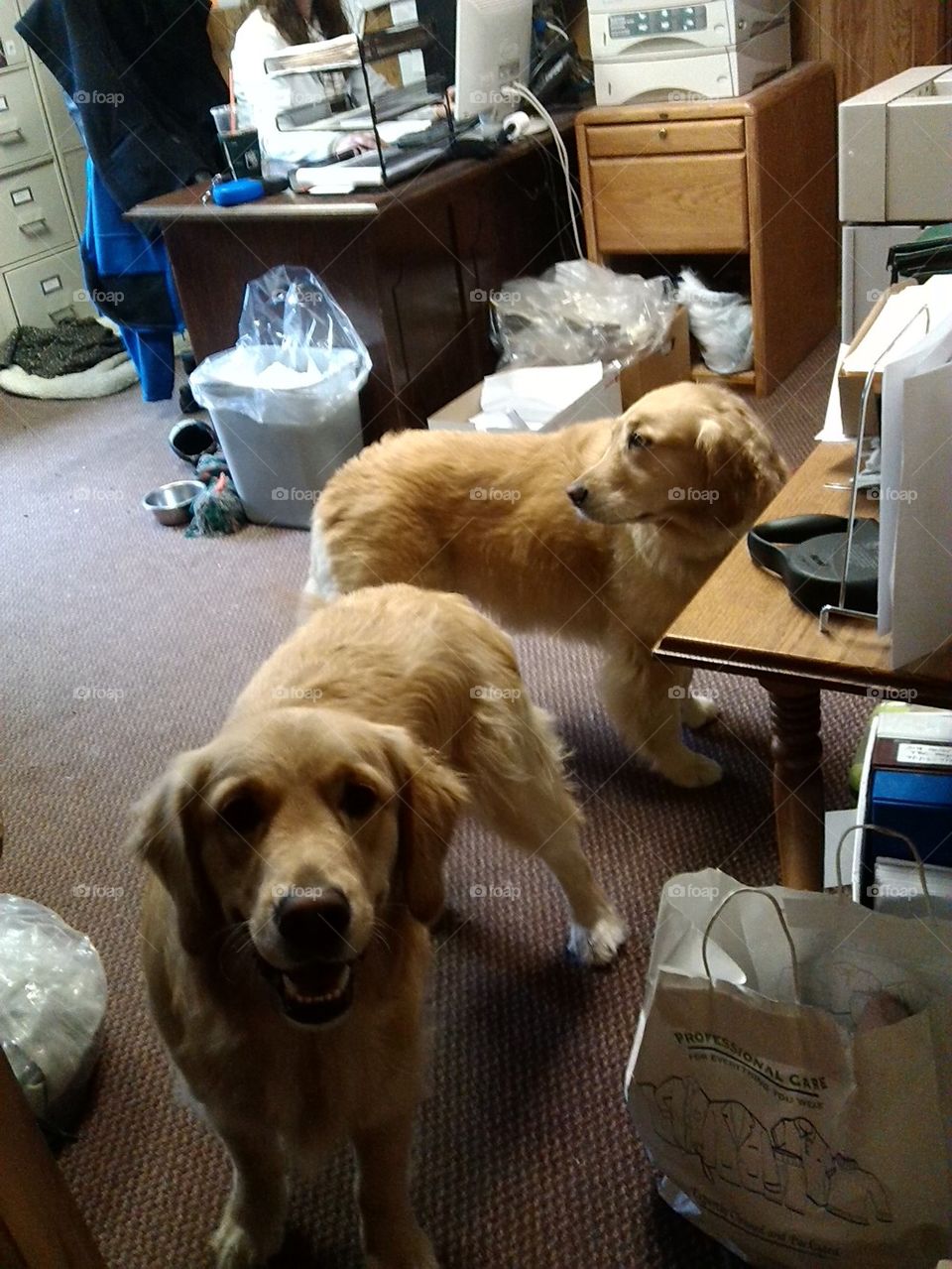 2 golden dogs