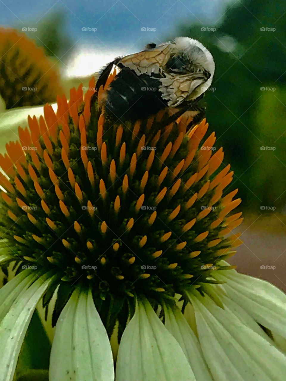 Busy bee
