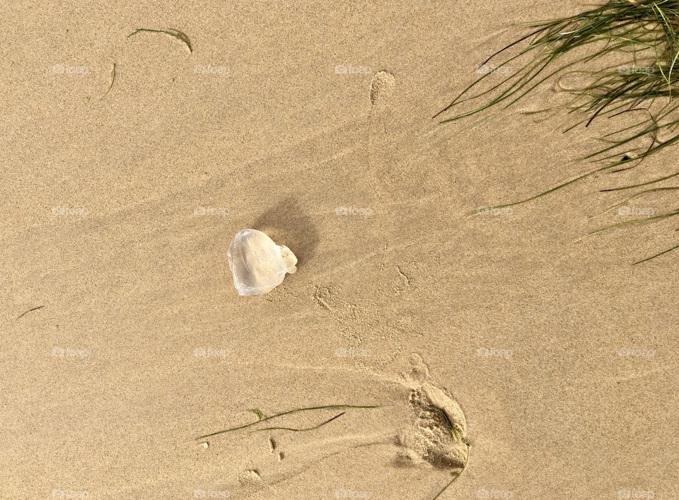 Jellyfish on sand
