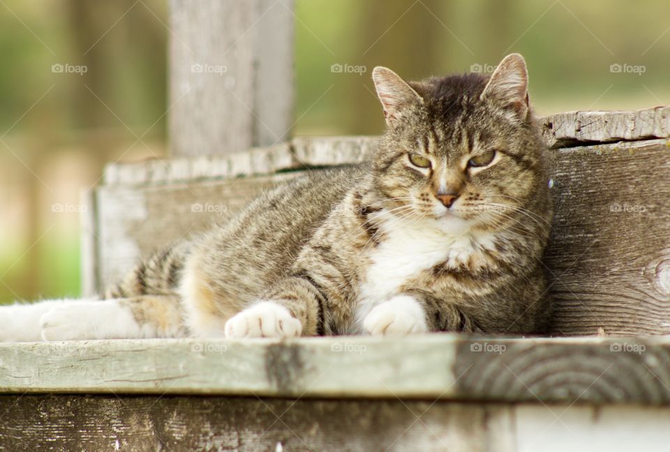 A grey tabby laying on a rustic wooden step with a blurred background
