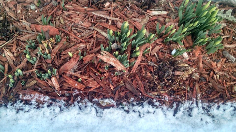 Daffodils in Spring, please grow!