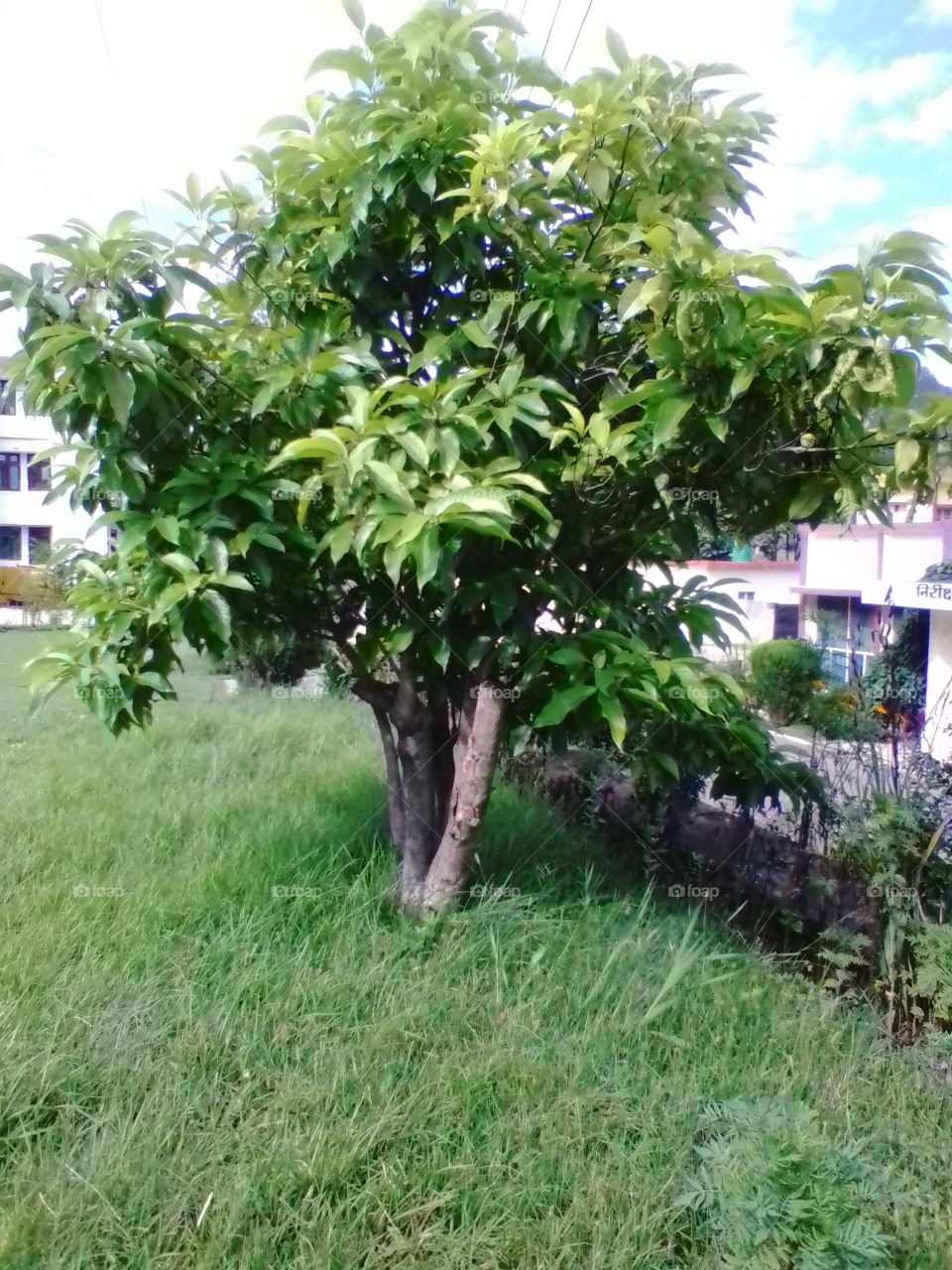 mango tree