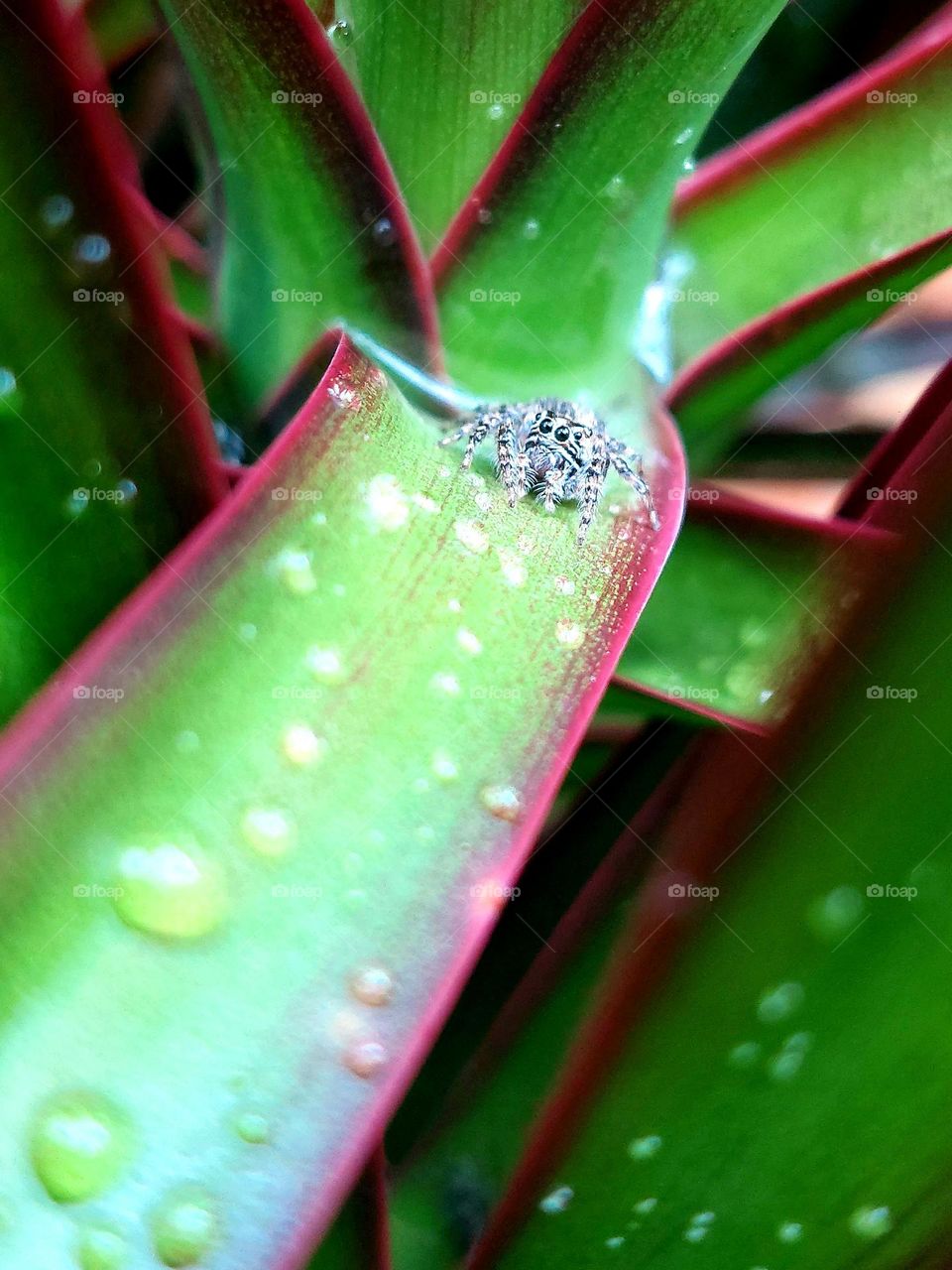 Spider so small yet so beautiful