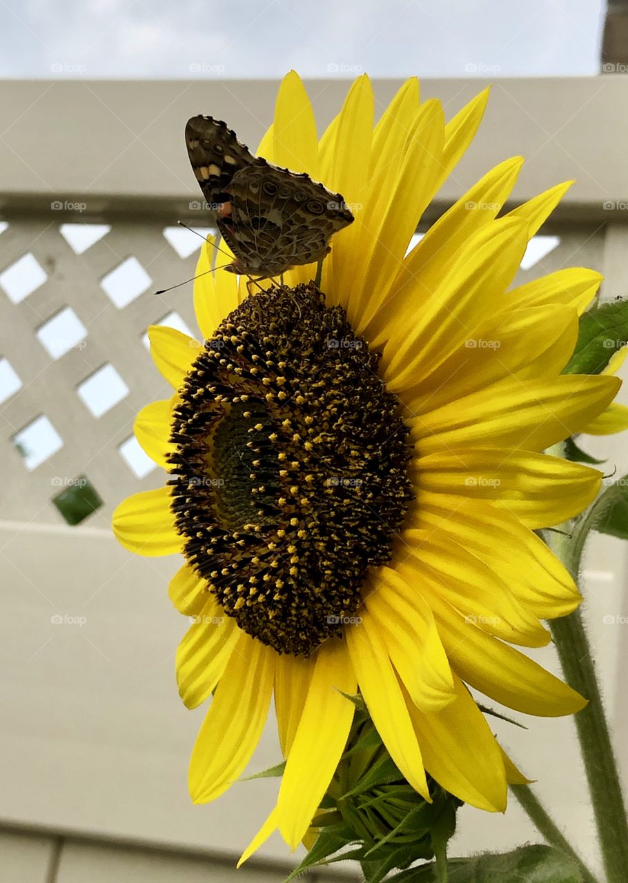 Sunflower and butterfly 