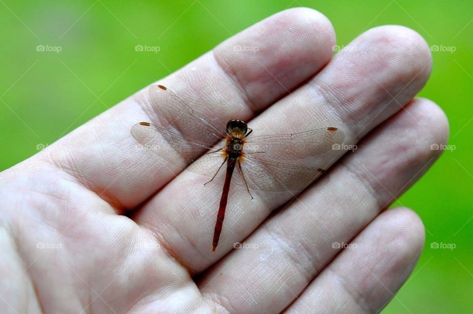 Nice dragonfly