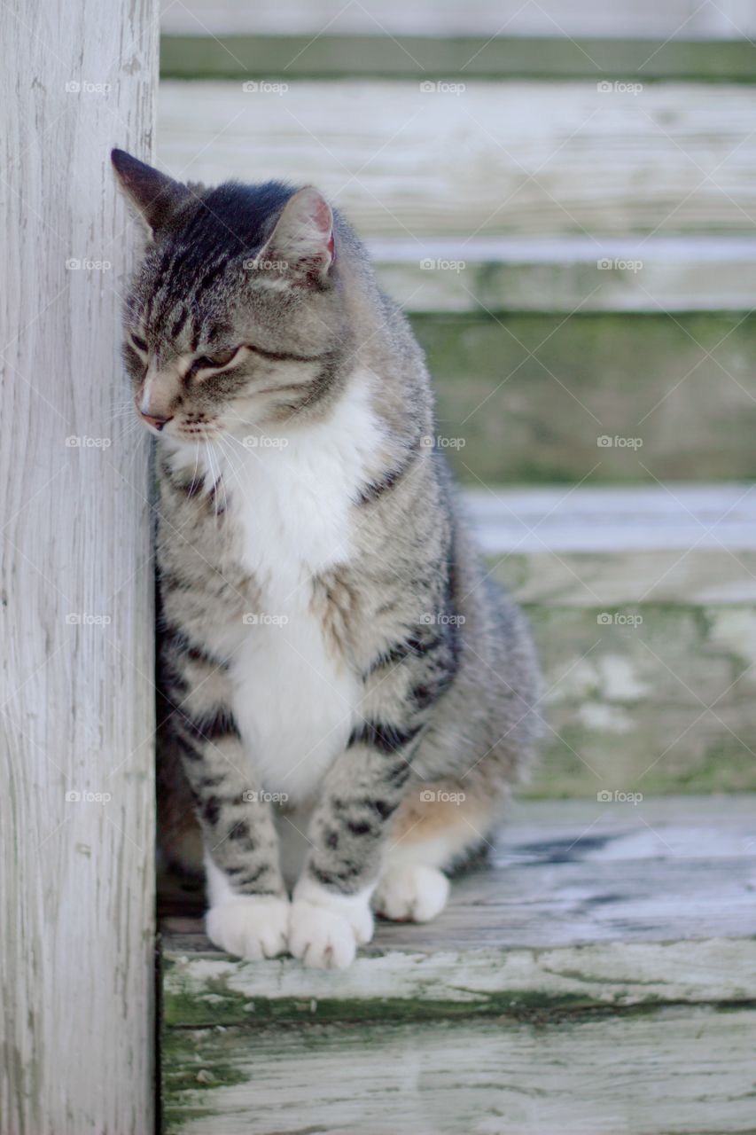 A grey tabby on weathered wooden steps