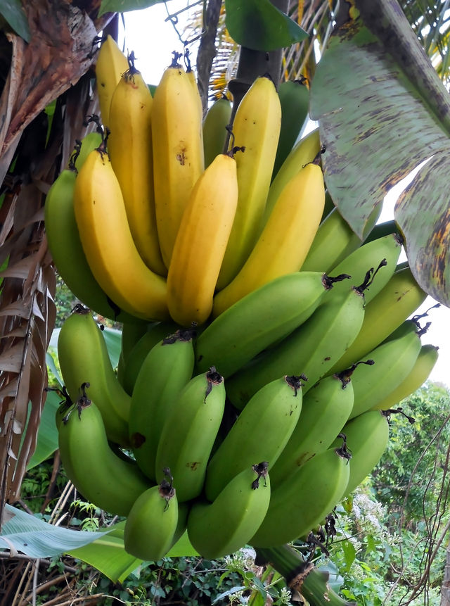 Ripe Bananas On Tree
