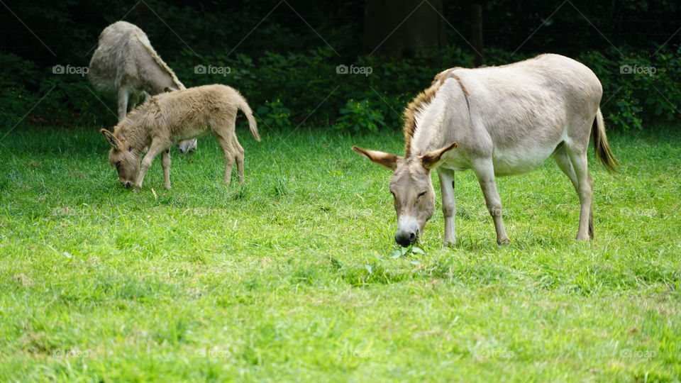Donkeys on a field in Belgium during the summer of 2017.