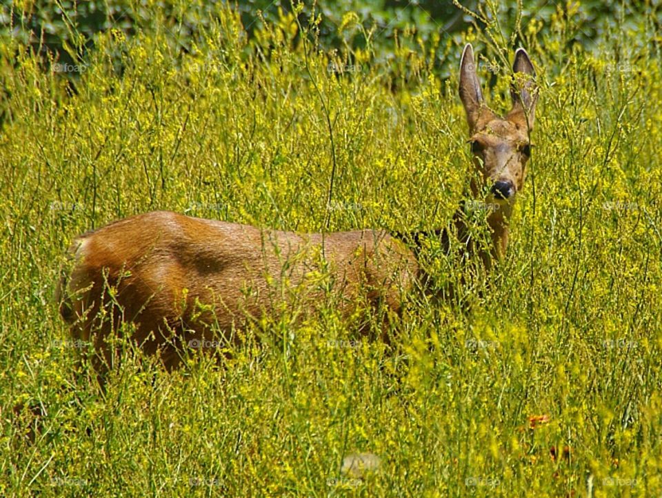 Deer in yellow 