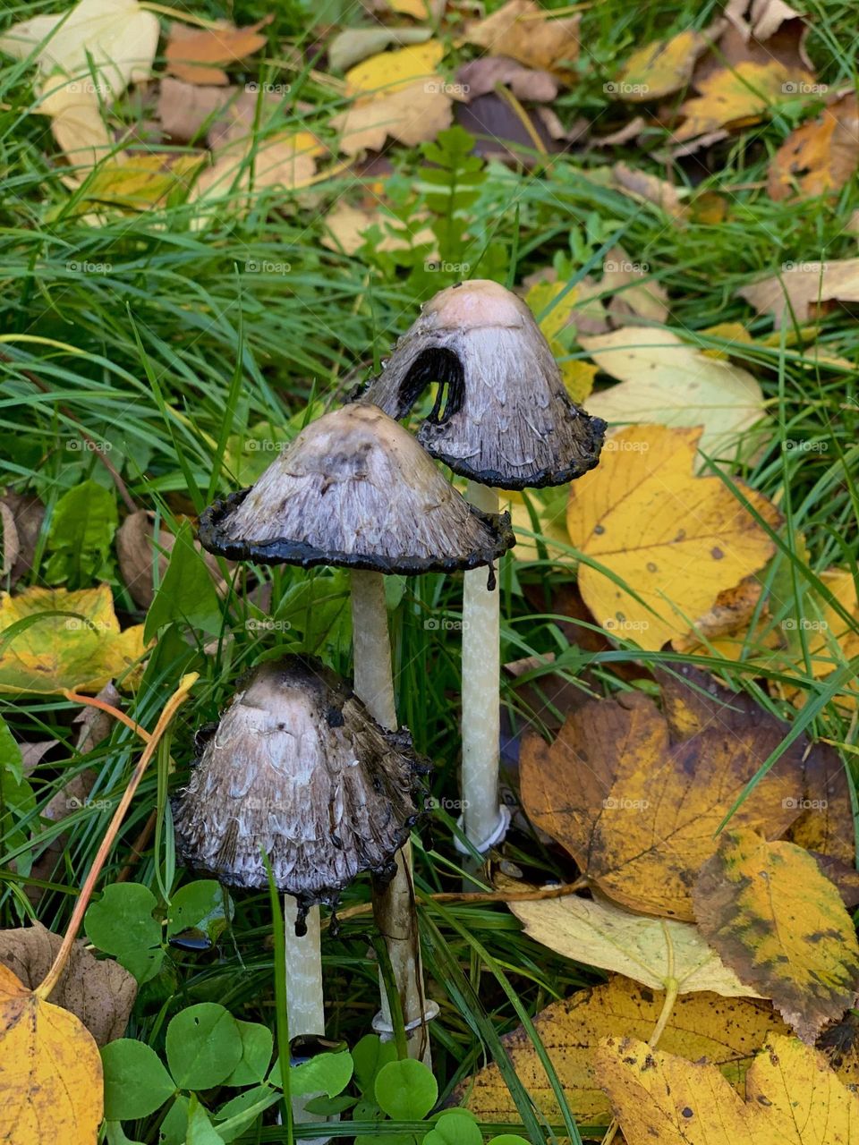 autumn mushrooms