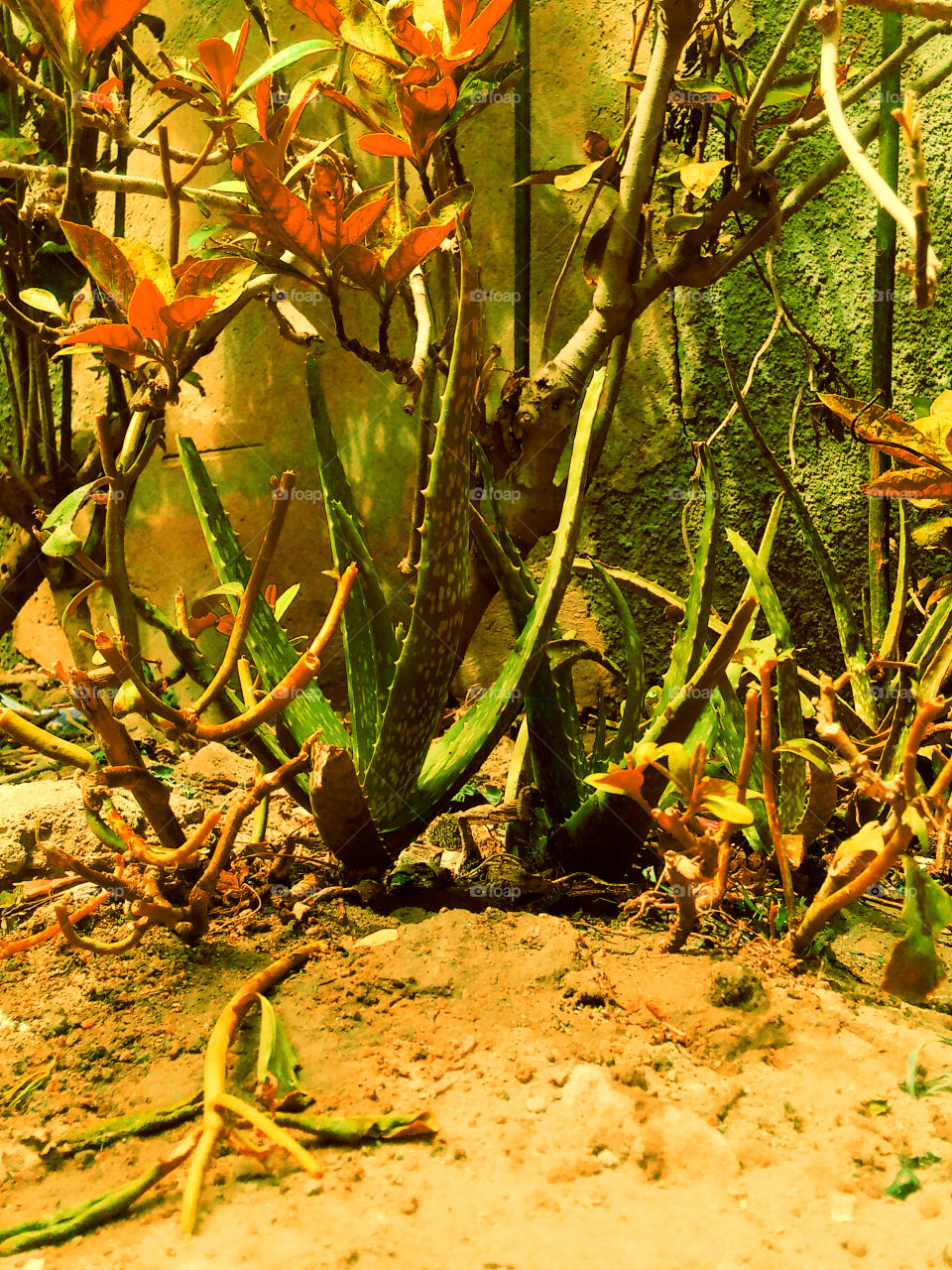 beautiful  green plants Aloe vera