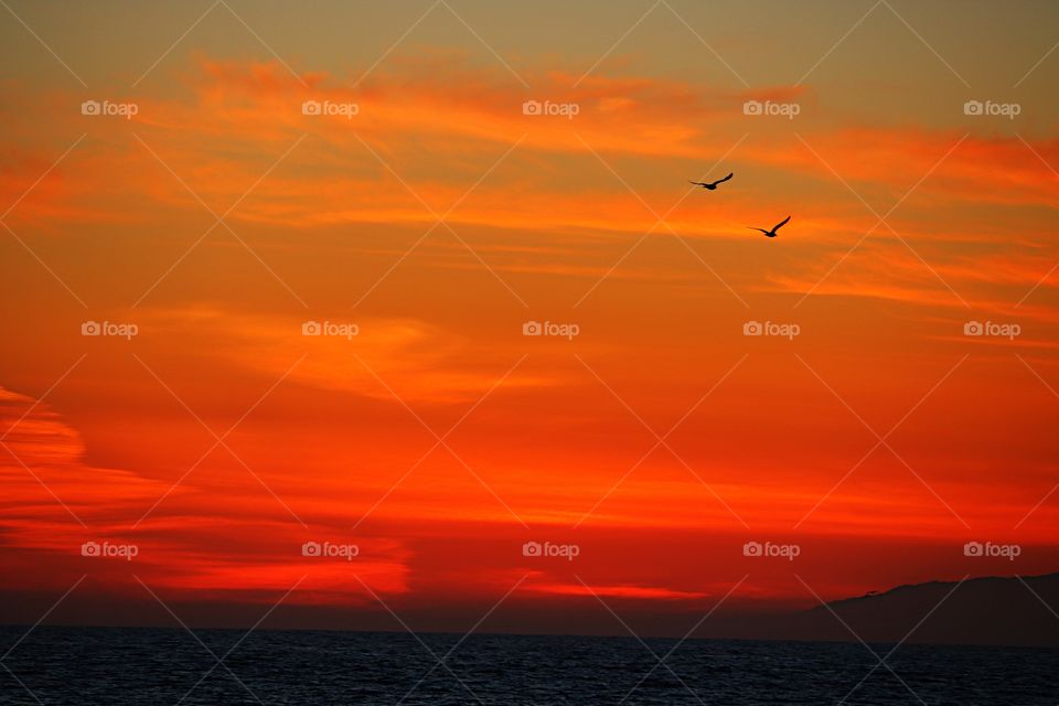 Silhouette of birds flying against dramatic sky
