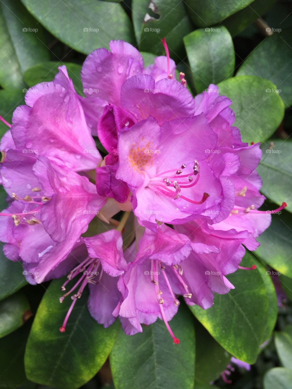 Rhododendron 