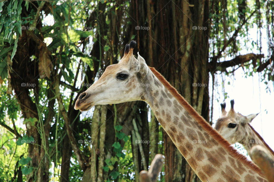 Tall giraffes