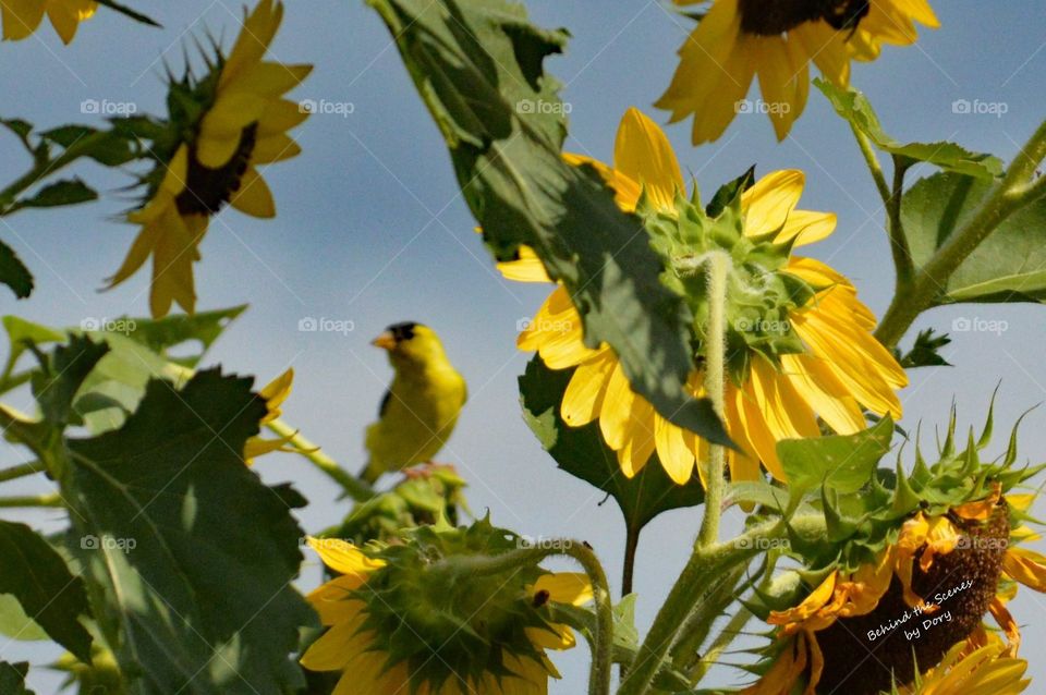 Goldfinch on sunflower 
