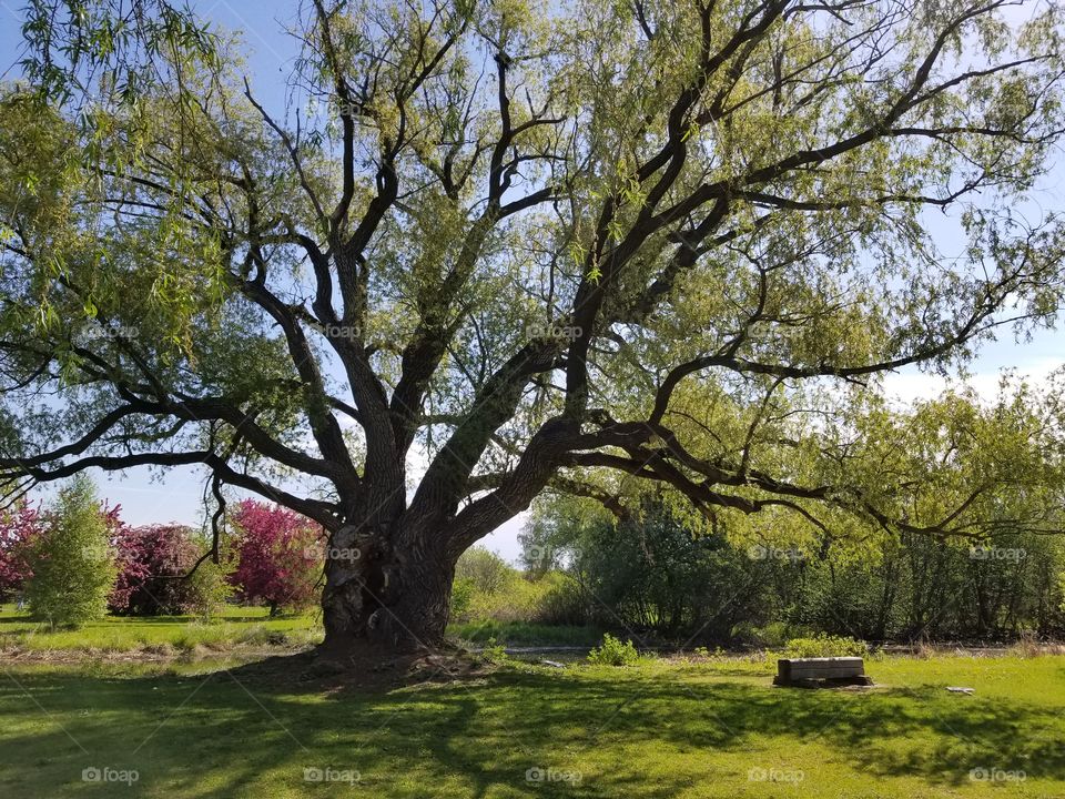 Fletcher's garden, Ottawa Canada