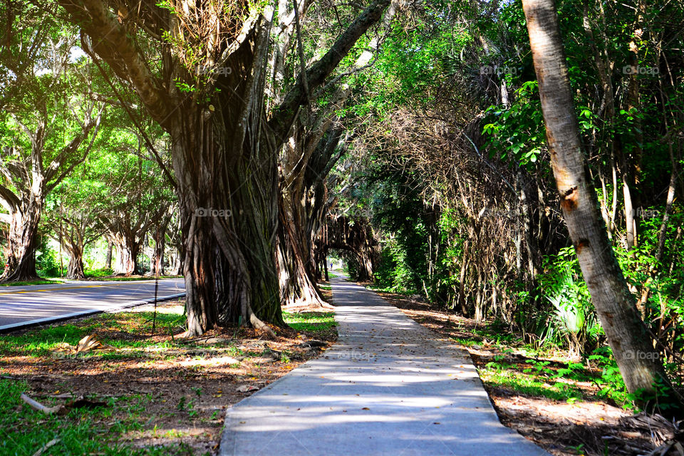 Path through Spanish moss