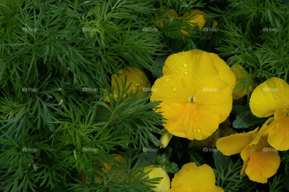 Pansies in Ground Cover