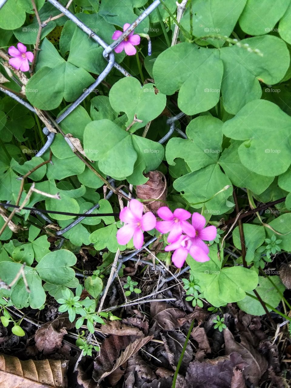 clover in bloom