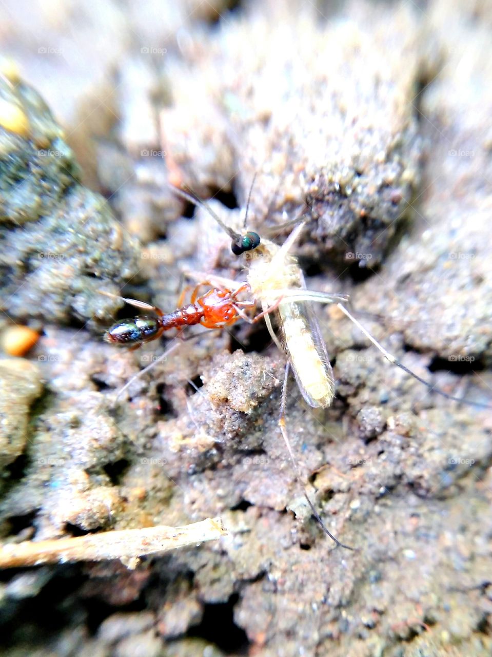 Close-up of insect on dirt