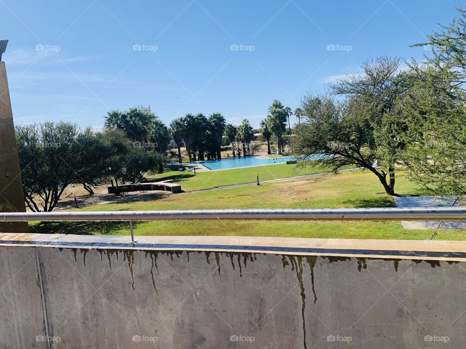 A beautiful view of an outdoor swimming pool with tall palm trees surrounding it and a green lawn of grass.