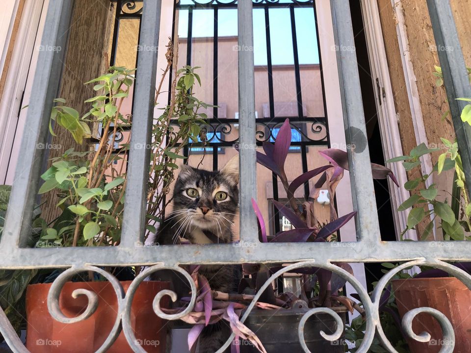 Beautiful cat looking at from the window.