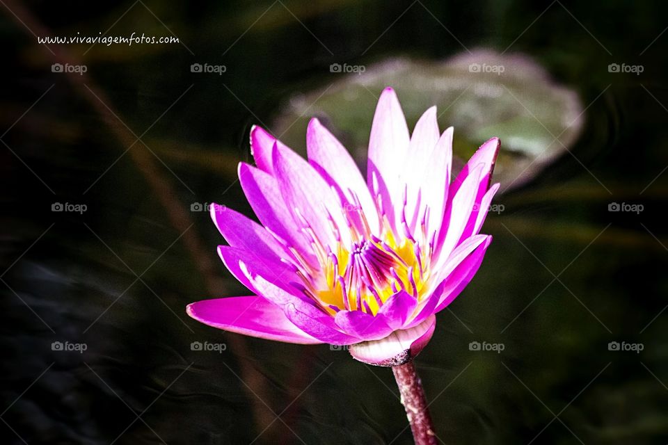 Lotus flower - bring peace and love