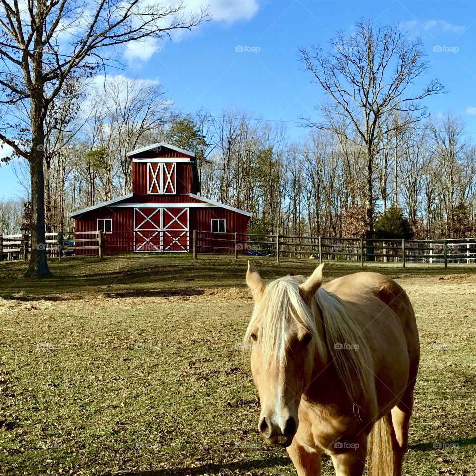 Brown Horse & Barn