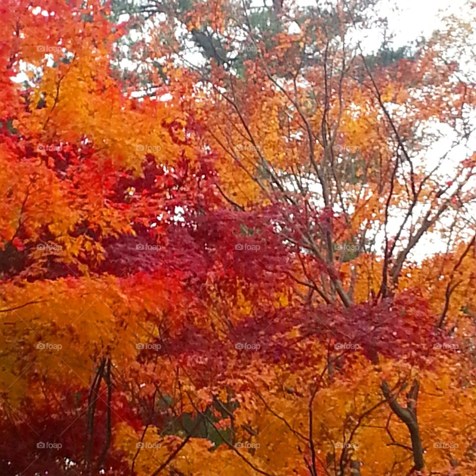 Fall, Maple, Leaf, Season, Tree