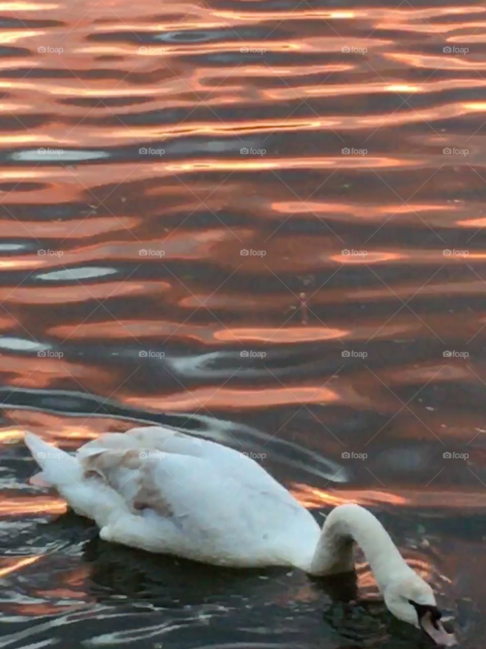 Swan feeding and swimming on the water at sunset with light colour reflection at Brayford Pool, Lincoln, England 