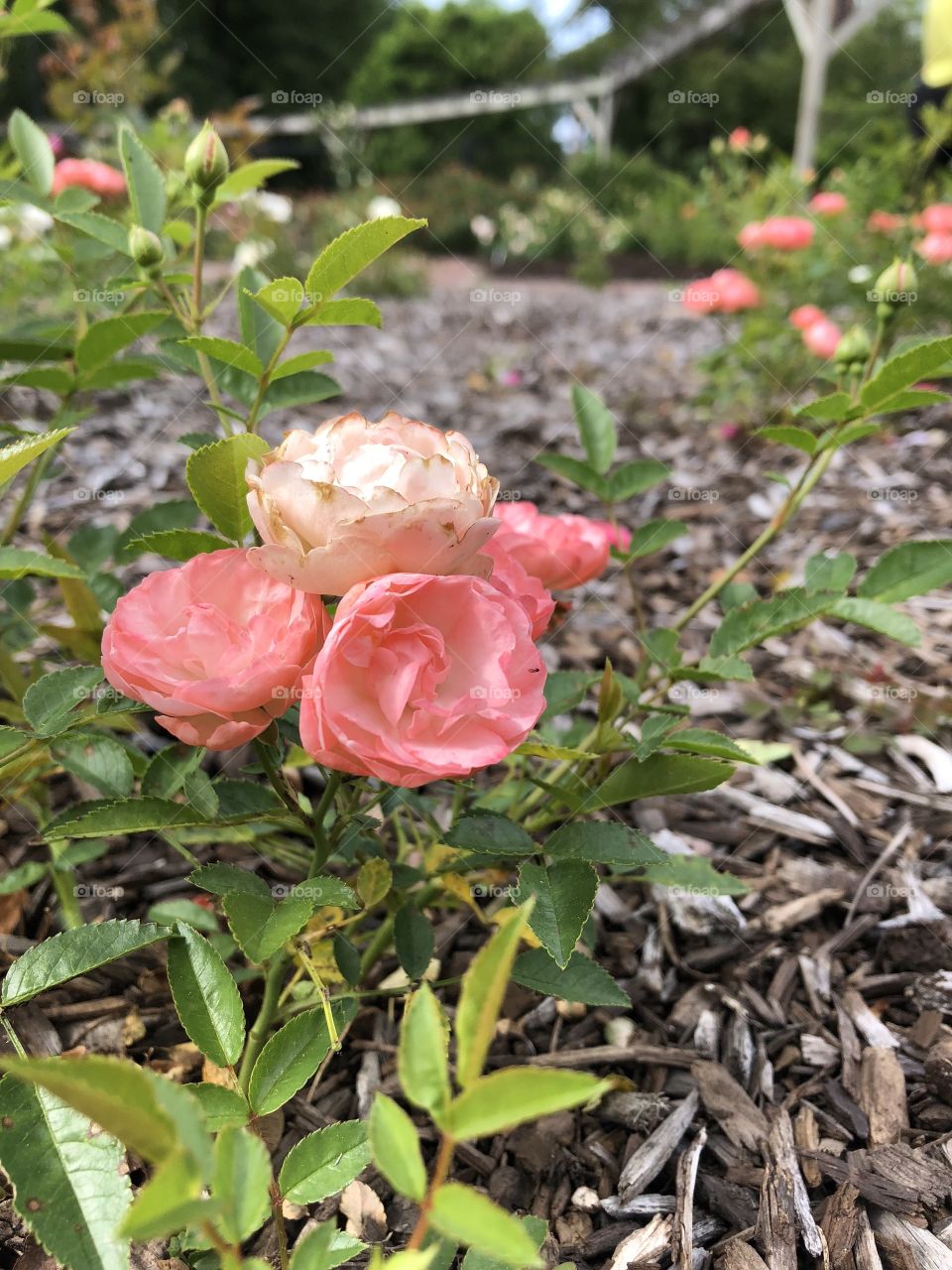 A small bouquet of little and lovely pink roses. Picture taken at the rose garden in Colonial Park in Somerset, NJ. 