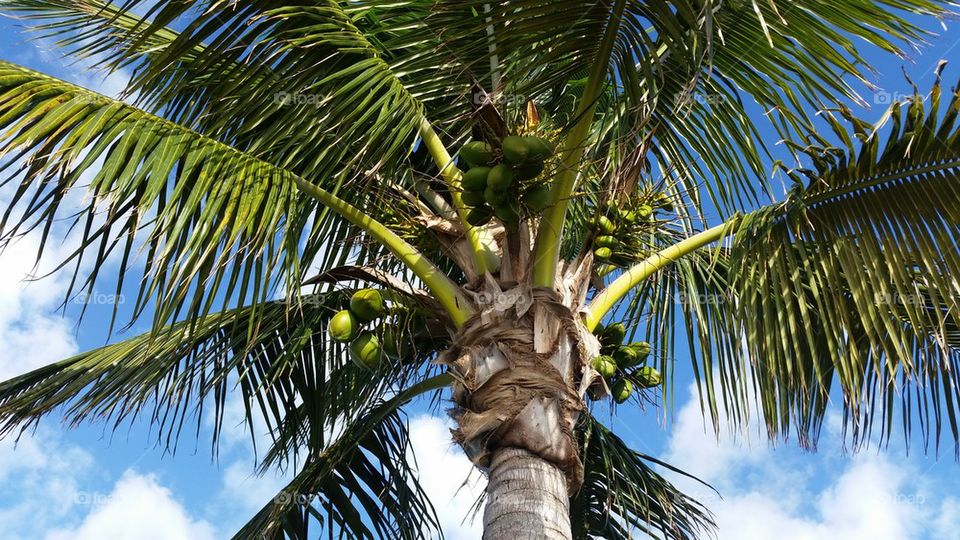 Low angle view of a coconut palm tree