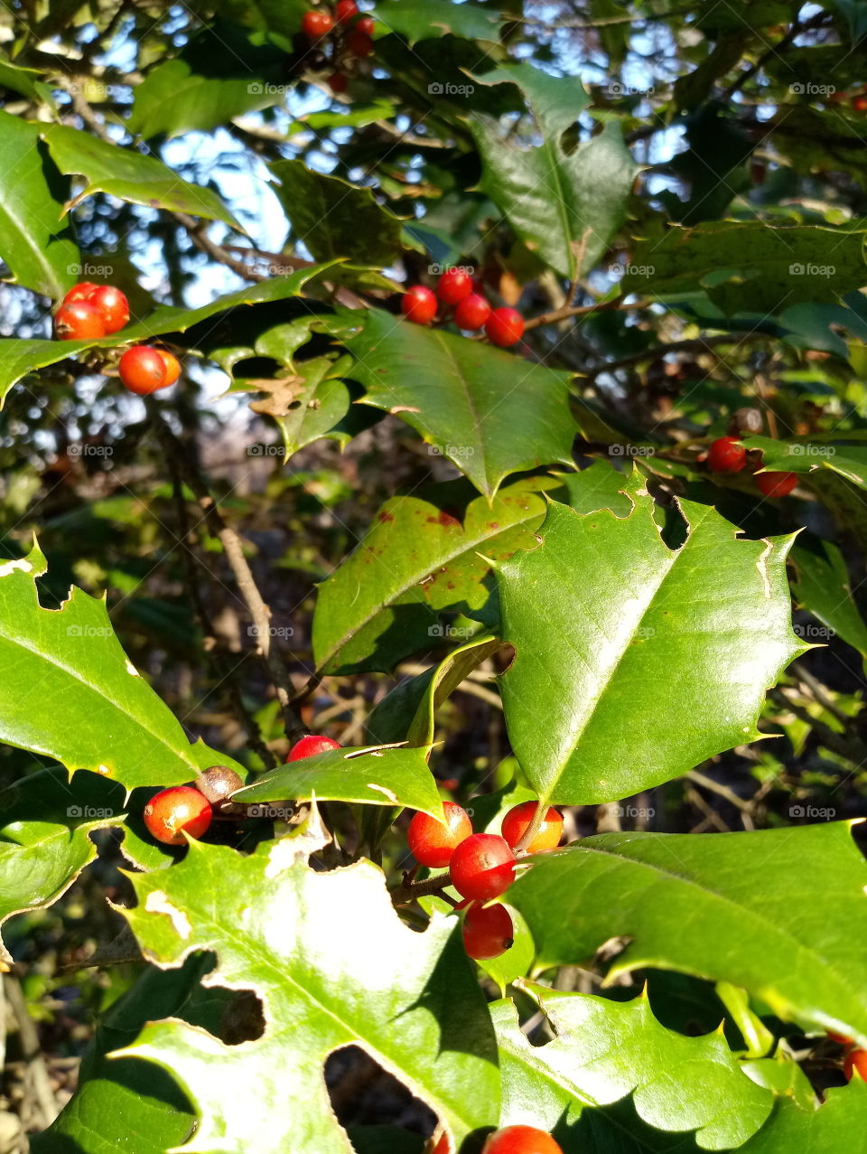 Red holly berries in morning autumn sunlight