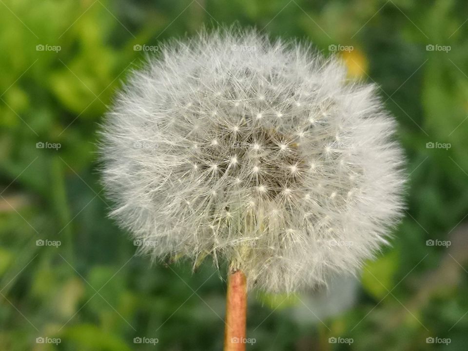 dandelion head