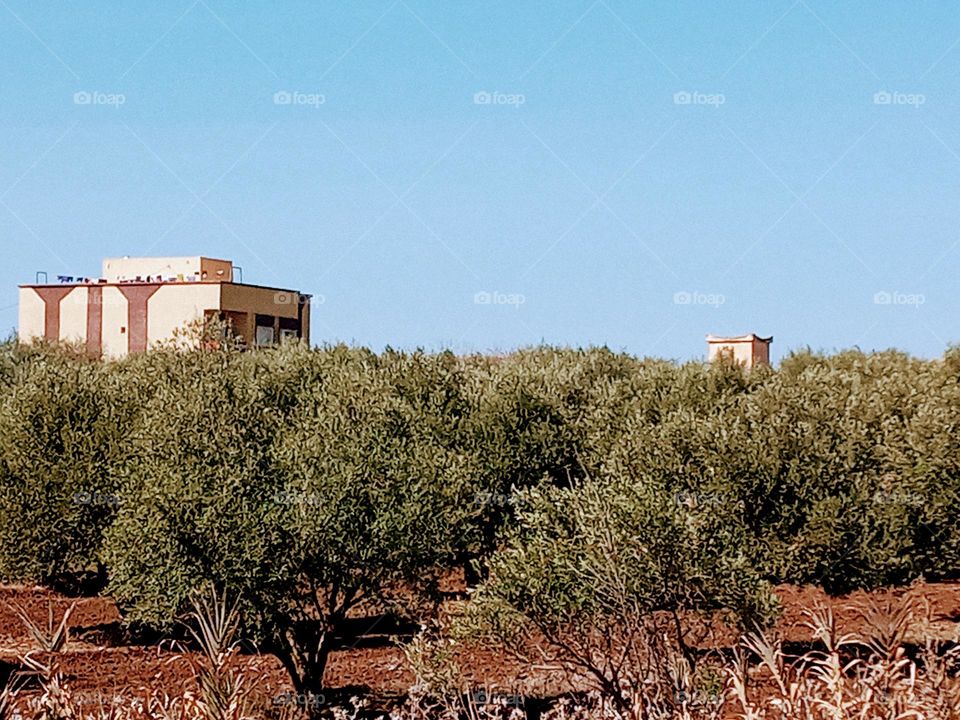 House's between olives trees