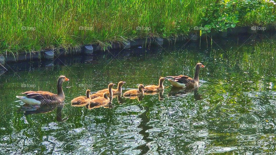 A greylag goose family is swimming in the stream.