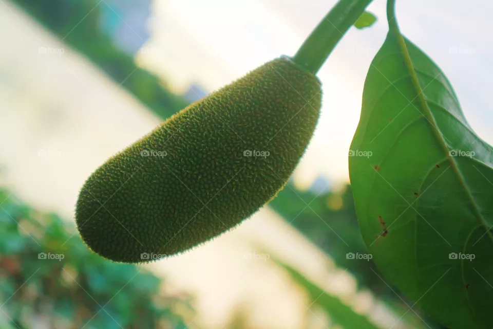 jackfruit