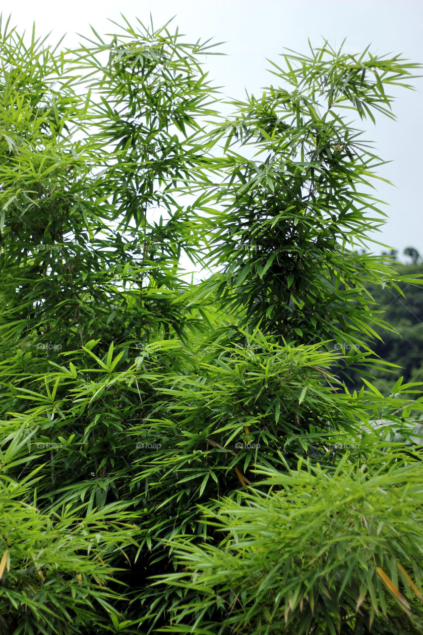 bamboo tree
