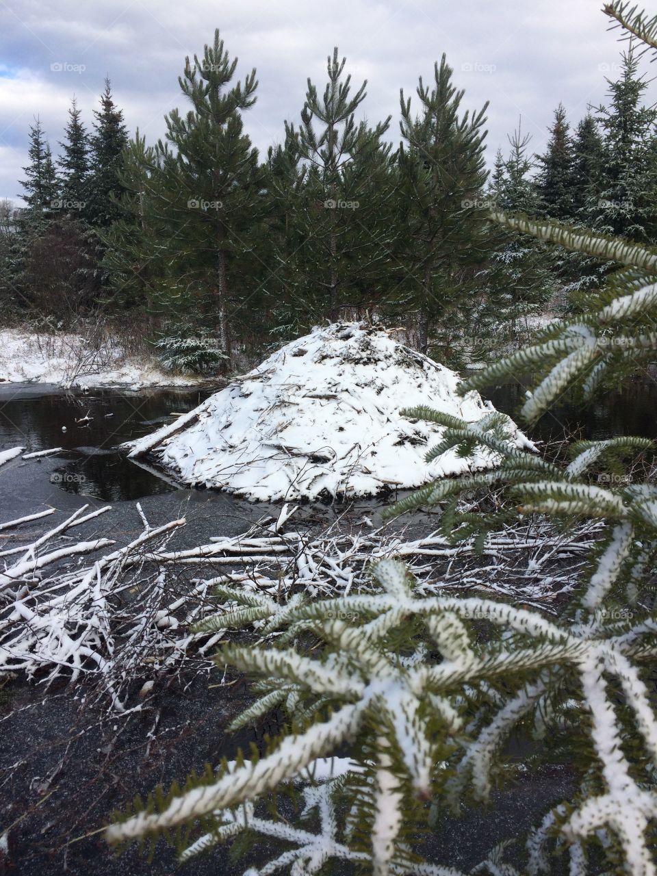 Beaver lodge in the wilderness after the first snow fall 