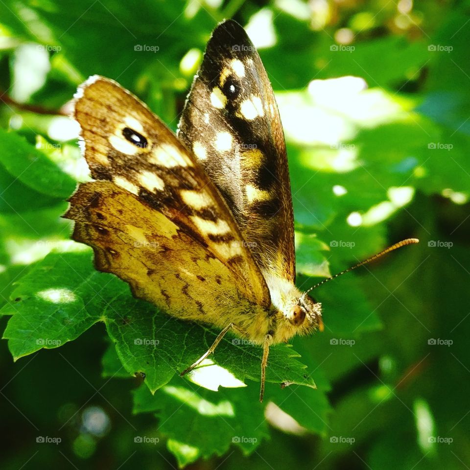 Speckled Wood Butterfly 🦋