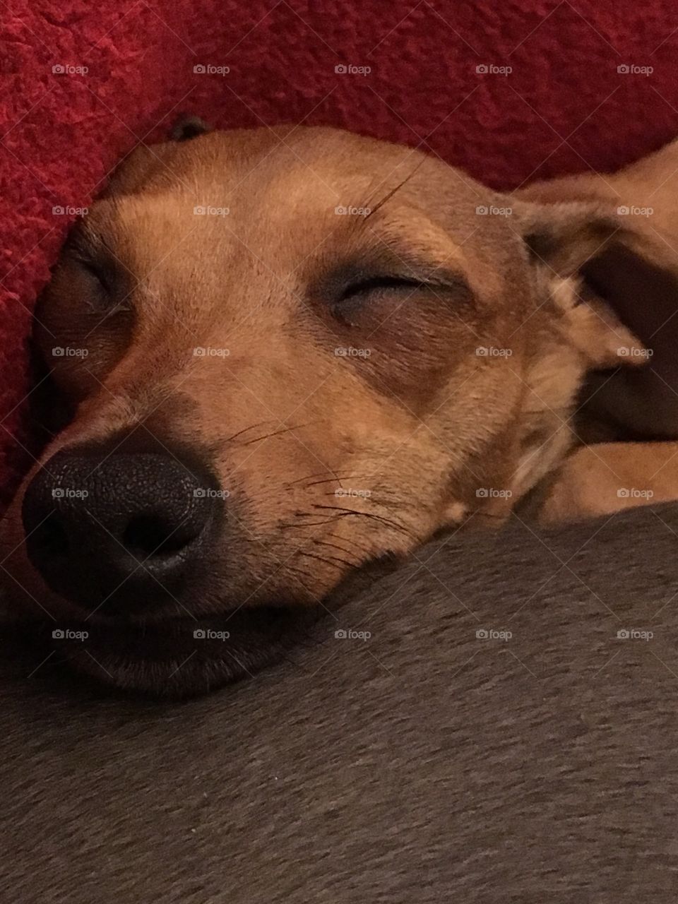 Amber the Italian greyhound puppy looking cute, asleep on the back of a whippet 