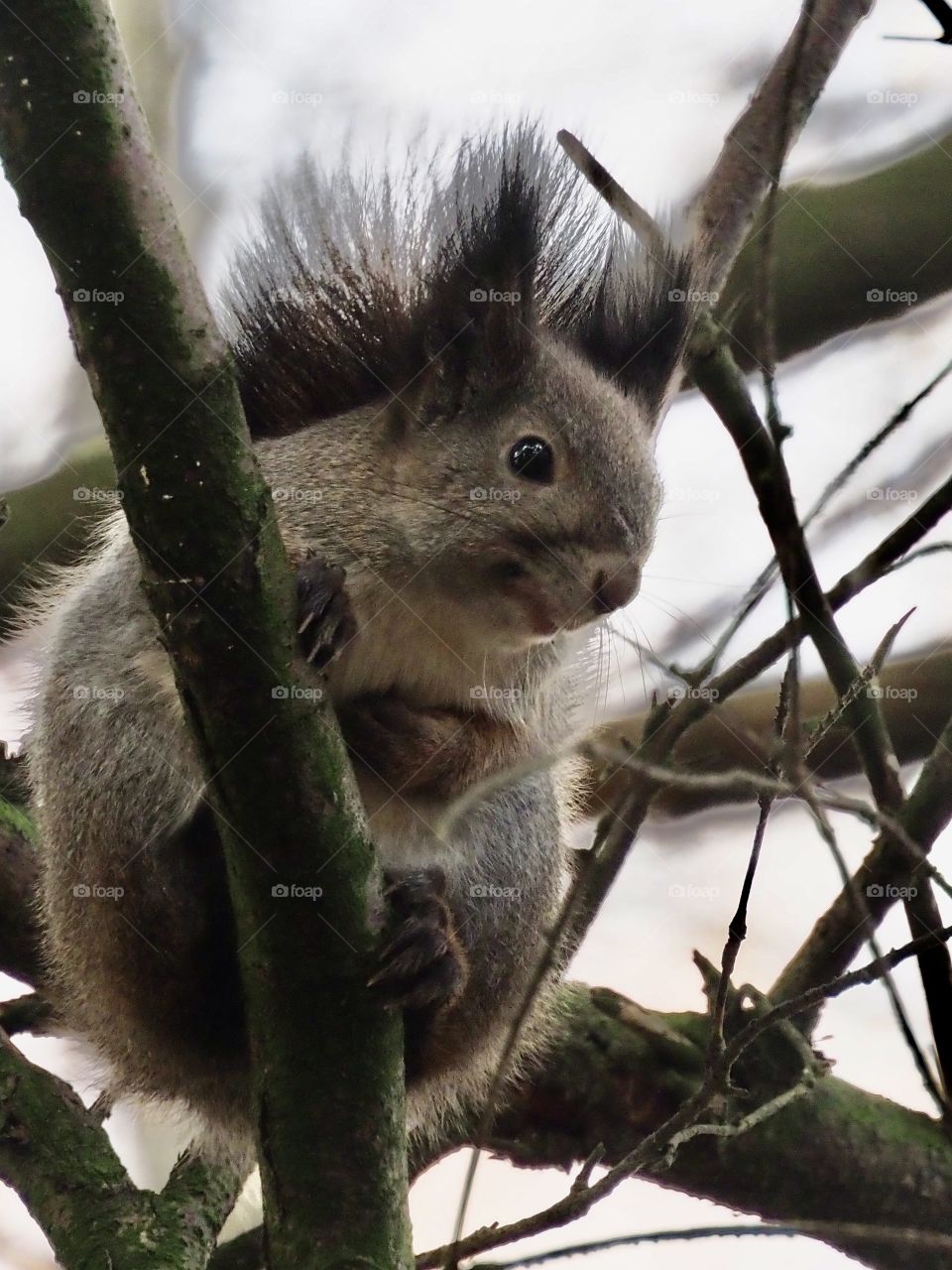 Squirrel in the wind