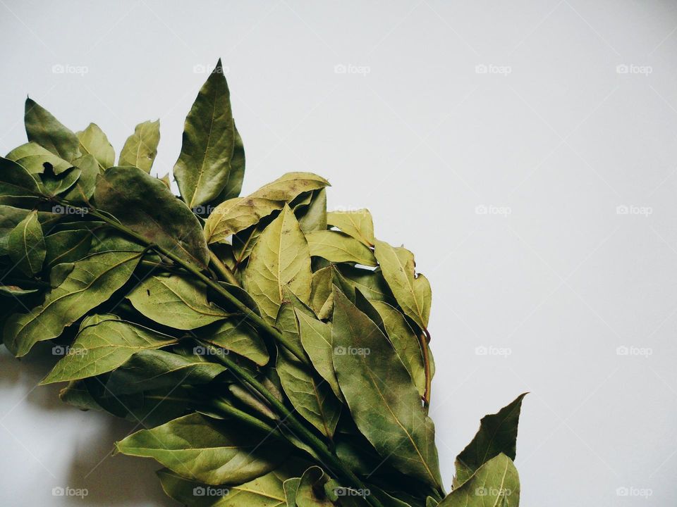 Bay leaf