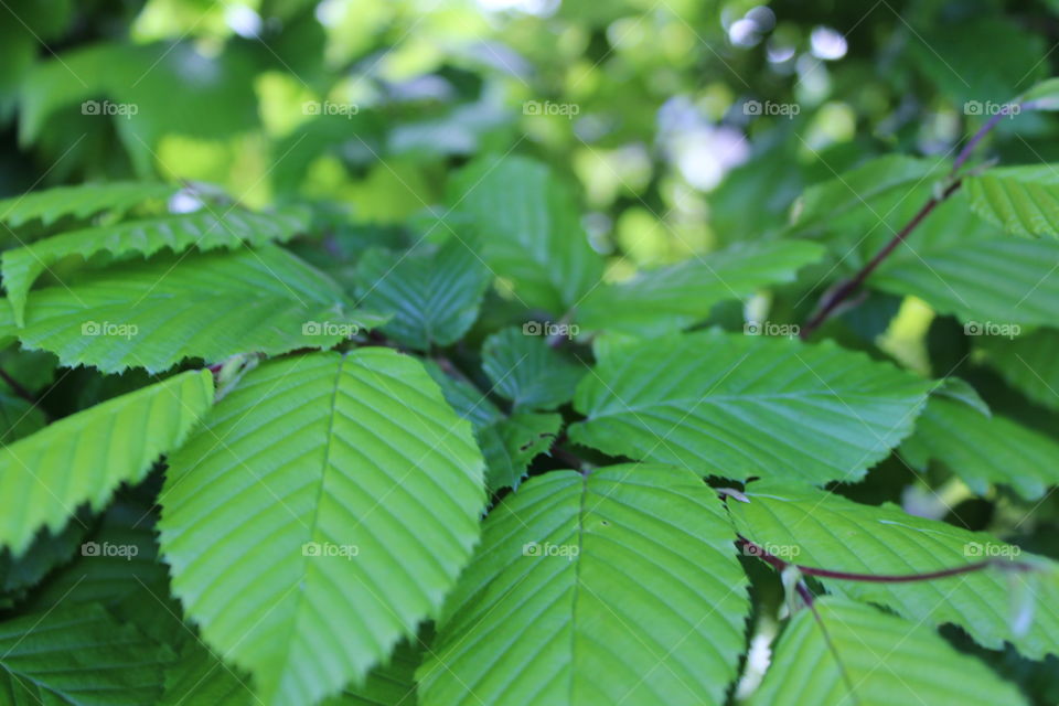 Deep down you can see many green leaves sitting on a tree. Bright and green with the brightest colors that can be seen.