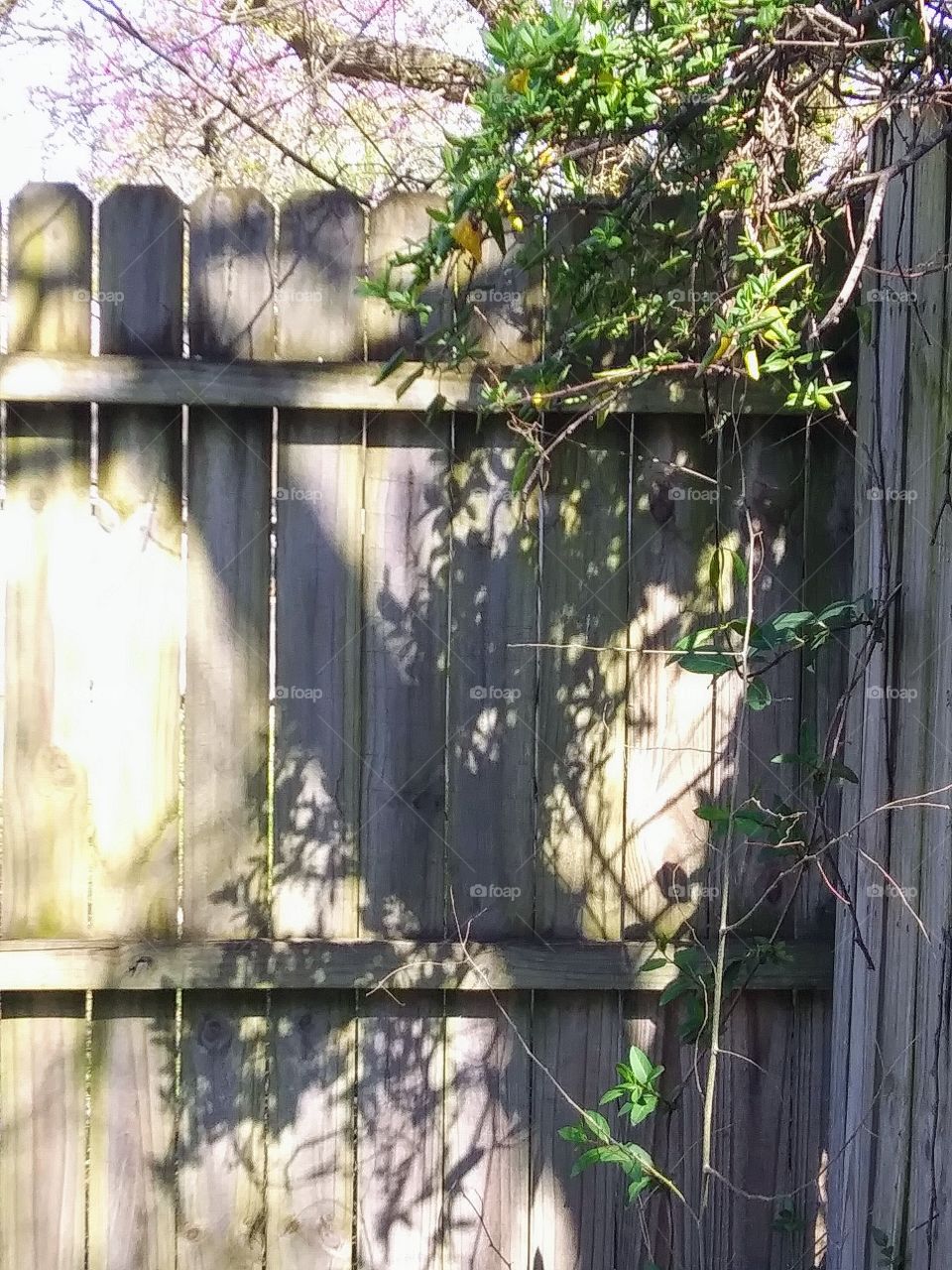 honeysuckle and shadow