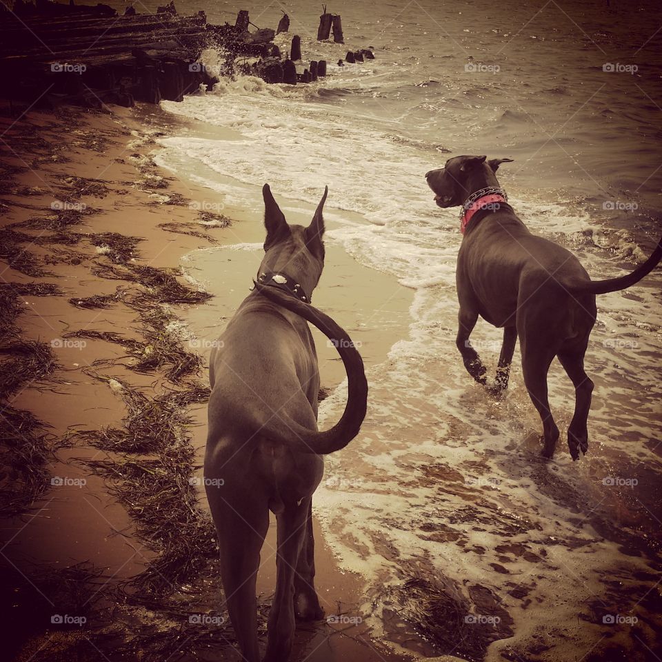 Beach Days. Blue  Danes